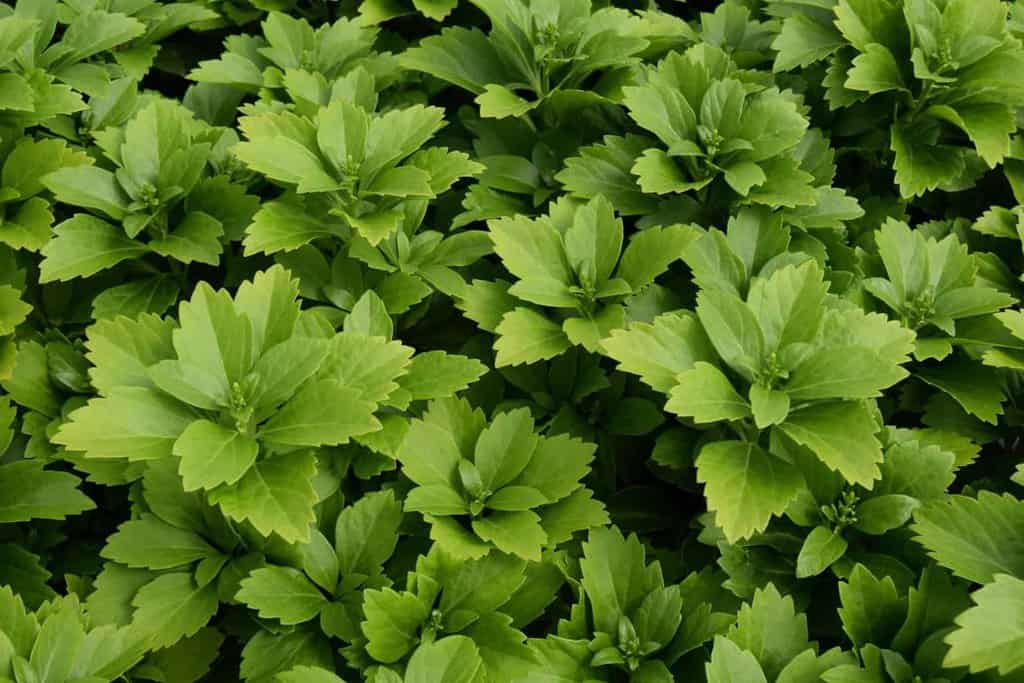 Pachysandra terminalis 'Green Carpet' ---